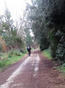 Cycling beneath the trees on our way to Puketapu.