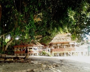 Our fales on the beach under the HUGE banyan tree.