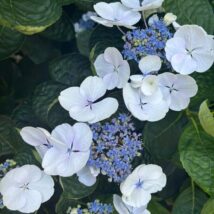 Great Barrier Island Garden Tour Nov 27th-29th 2026