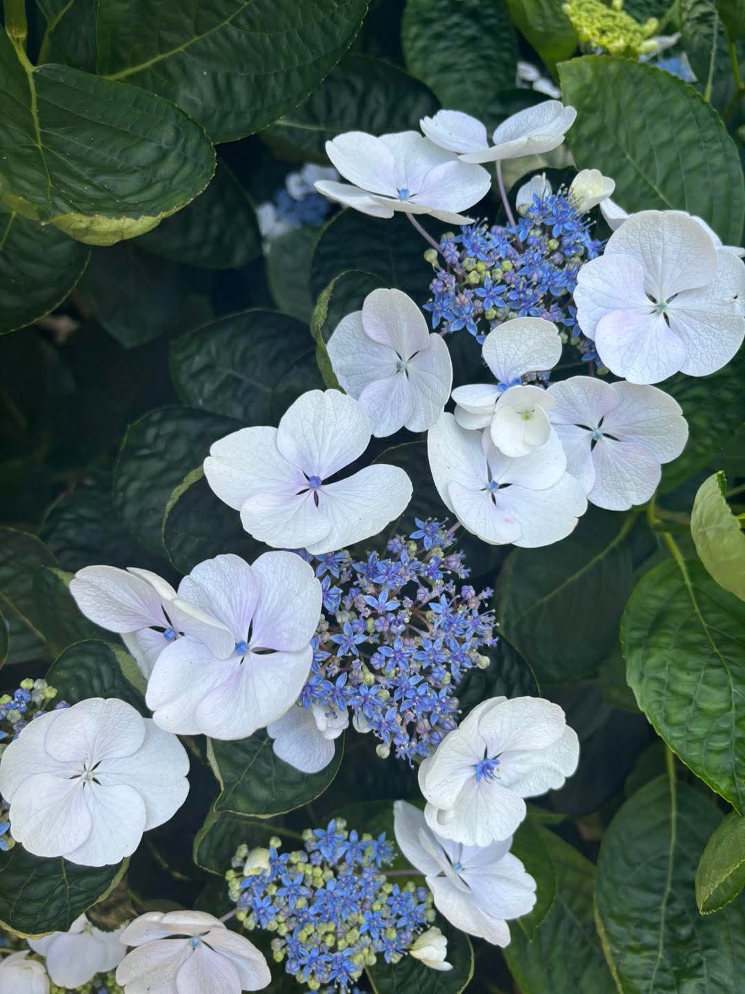 Great Barrier Island Garden Tour Nov 27th-29th 2026